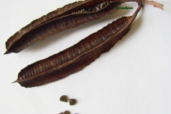 Dried-pod-with-seeds-of-Candlestick-plant