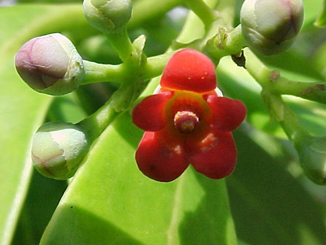 Closer-view-of-Flower-of-Canella