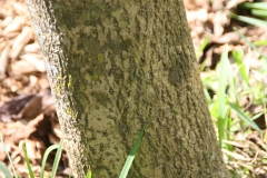 Bark-of-Canella