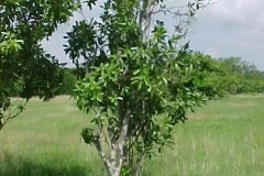 Canella-plant