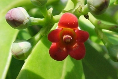 Closer-view-of-Flower-of-Canella