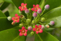 Flowers-of-Canella