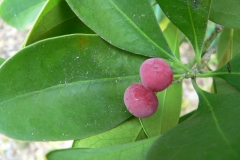 Fruits-of-Canella