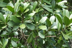 Immature-fruits-of-Canella