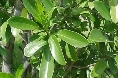 Leaves-of-Canella