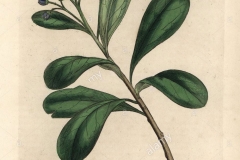 Plant-Illustration-of-Canella