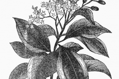 Sketch-of-Canella