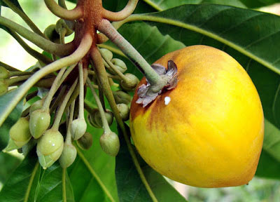 Closer-view-of-ripe-fruit-of-Canistel