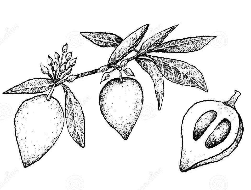 Plant-Illustration-of-Canistel