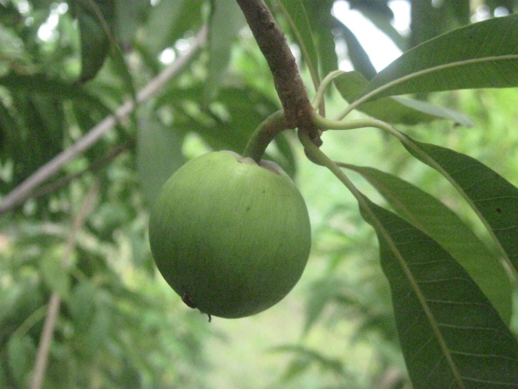 Unripe-Canistel-fruit