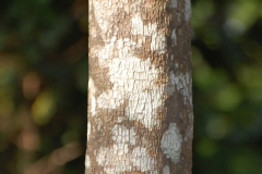 Bark-of-Canistel-tree