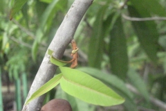 Branch-of-Canistel-tree