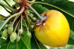 Closer-view-of-ripe-fruit-of-Canistel