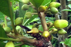 Flowering-buds-of-Canistel-tree