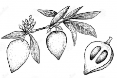 Plant-Illustration-of-Canistel