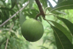 Unripe-Canistel-fruit