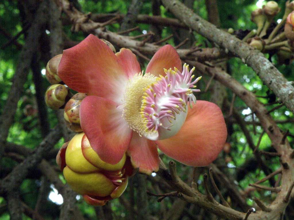 Canonball-tree-closeup-flowers