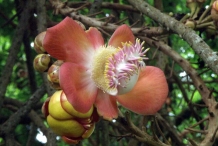 Canonball-tree-closeup-flowers