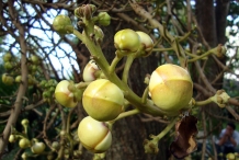 Flower buds of Canonball tree