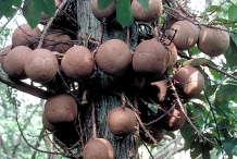 Fruits-of-Canonball-tree