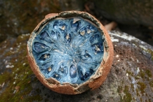 Half-cut-Canonball-tree