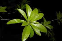Leaves-of-Canonball-tree