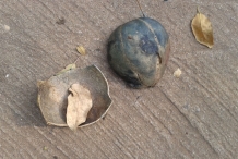 Shell-of-Canonball-tree