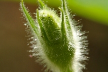 Cantaloupe-flower-bud