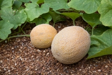 Cantaloupe-fruit