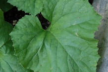 Cantaloupe-leaves