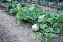 Cantaloupe-plant