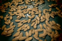 Cantaloupe-seeds