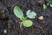 Cantaloupe-sprouts