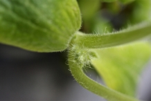 Cantaloupe-stem
