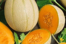 Cantaloupe cut-Muskmelon