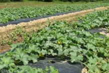 Cantaloupe farm-Cantaloup