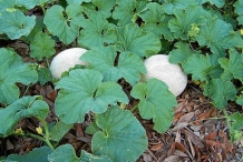 Cantaloupe leaves-Sweet melon