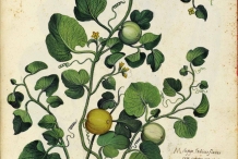 Cantaloupe plant illustration-Rockmelon