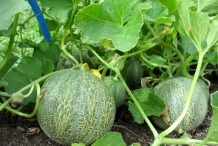 Cantaloupe plant-Persian melon