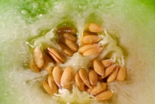 Cantaloupe seeds-Spanspek