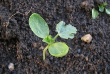 Cantaloupe sprouts-Kantalupe