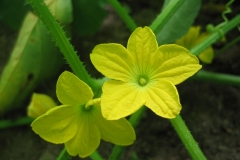Cantaloupe flower-Mushmelon