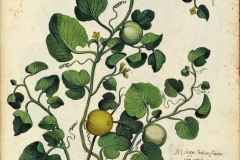 Cantaloupe plant illustration-Rockmelon