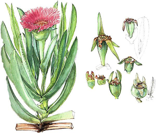 Plant-Illustration-of-Cape-fig