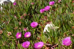 Cape-fig-Plant-growing-wild