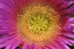 Closer-view-of-flower-of-Cape-fig