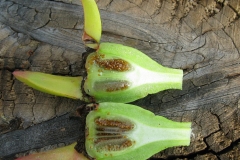 Half-cut-fruit-of-Cape-fig