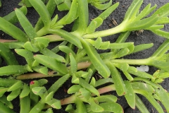 Leaves-of-Cape-fig