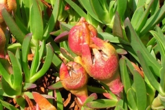 Mature-fruits-of-Cape-fig-on-the-plant