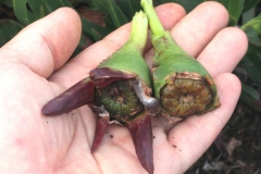 Mature-fruits-of-Cape-fig